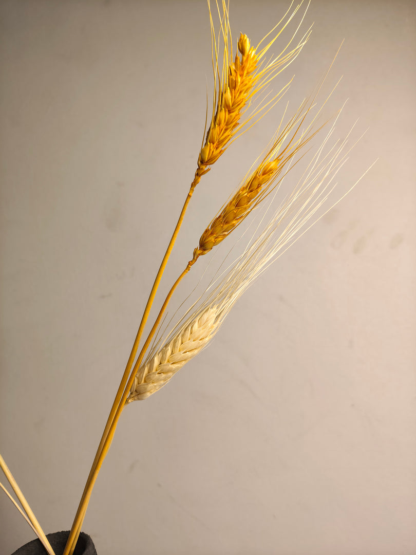 Ciambella white Vase ( includes dried stems)