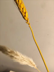 Ciambella white Vase ( includes dried stems)